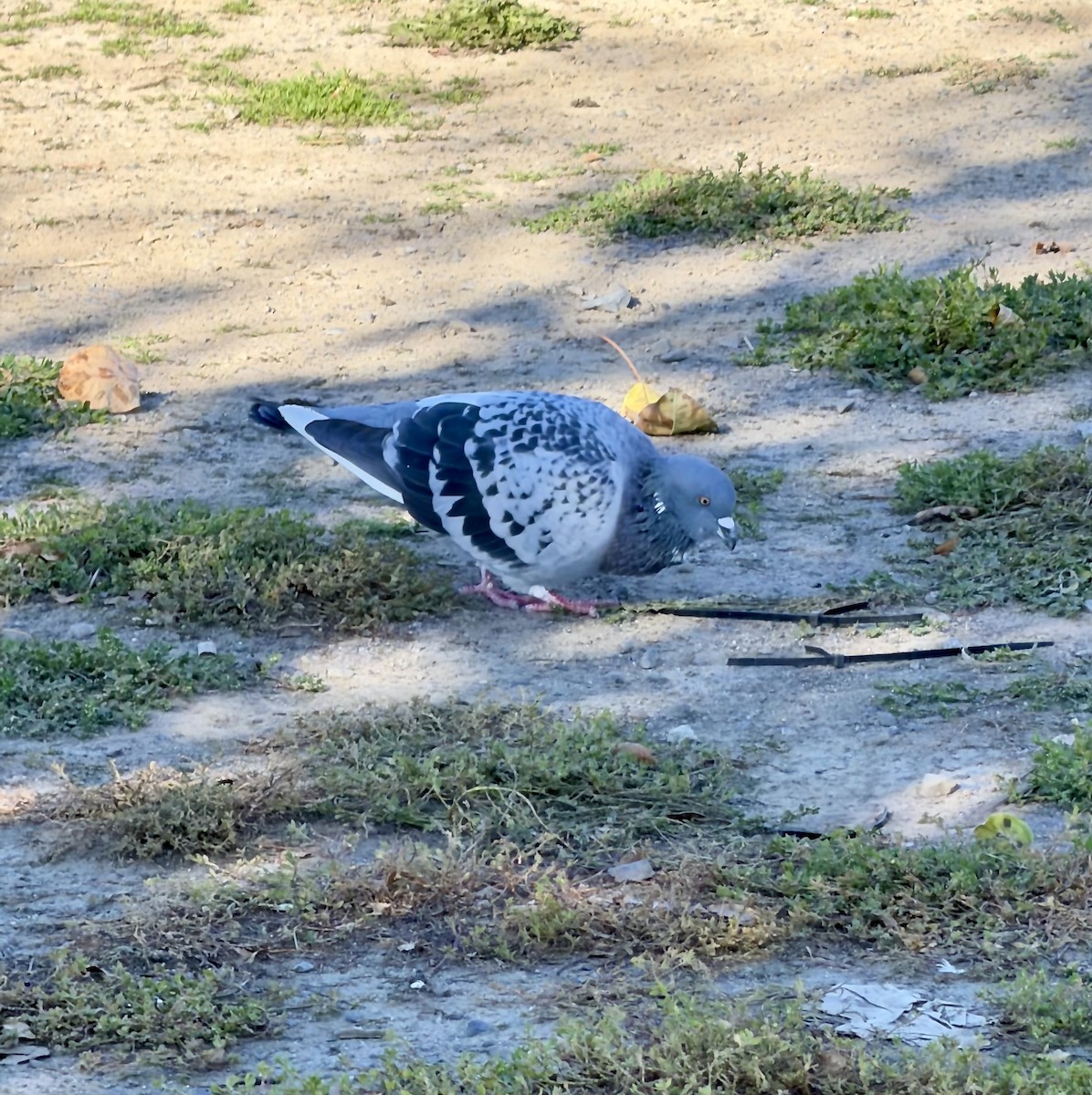 Rock Pigeon (Feral Pigeon) - ML643628653