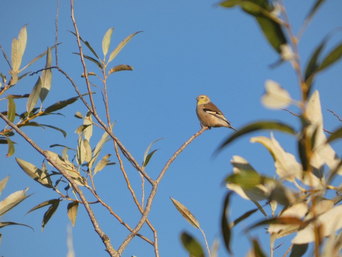 American Goldfinch - ML643628658