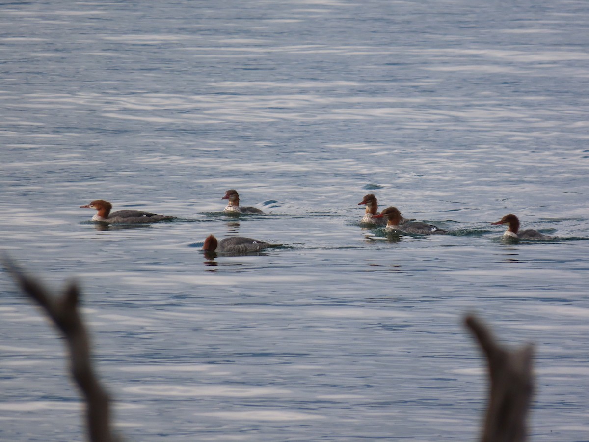 Common Merganser - ML643628659