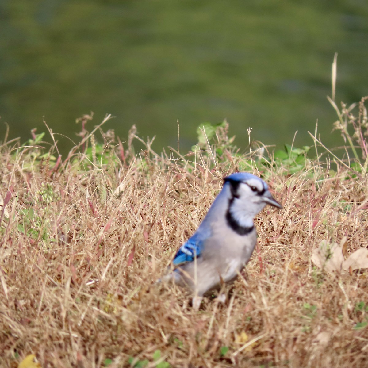 Blue Jay - ML643628691
