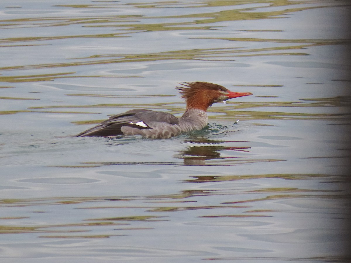 Common Merganser - ML643628692