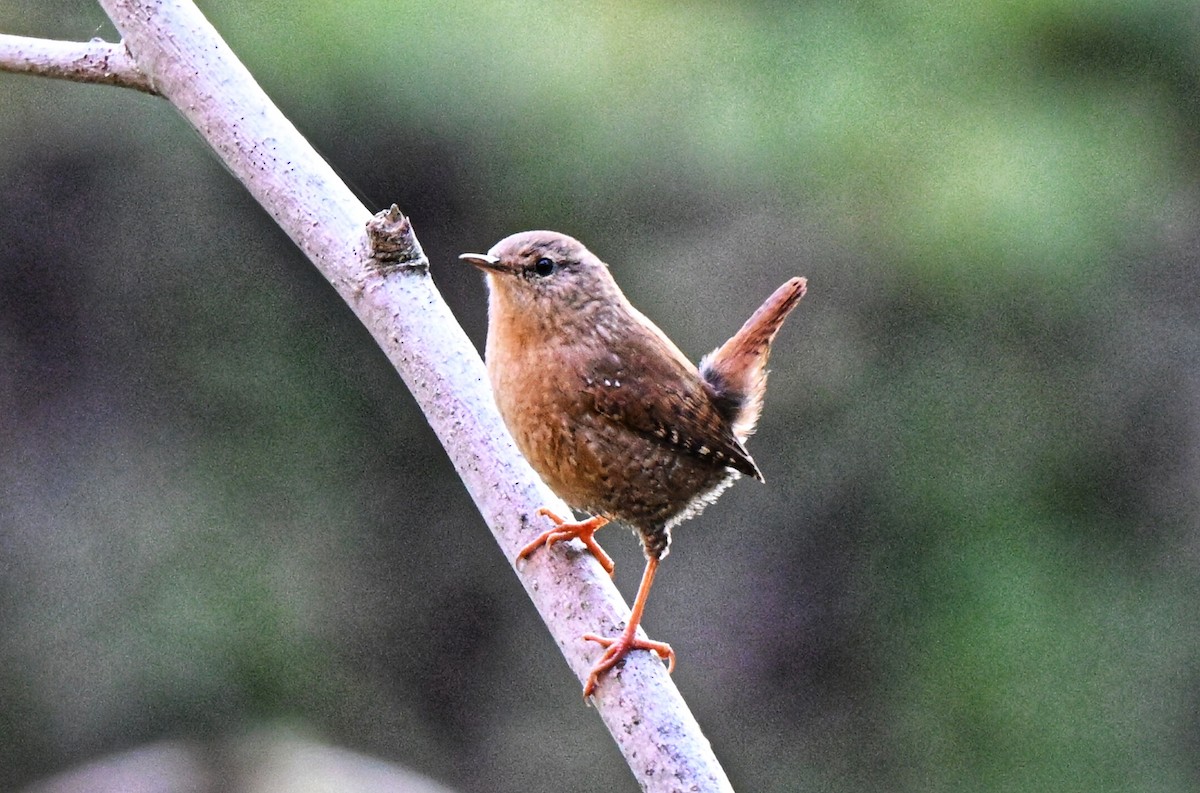 Winter Wren - ML643628719