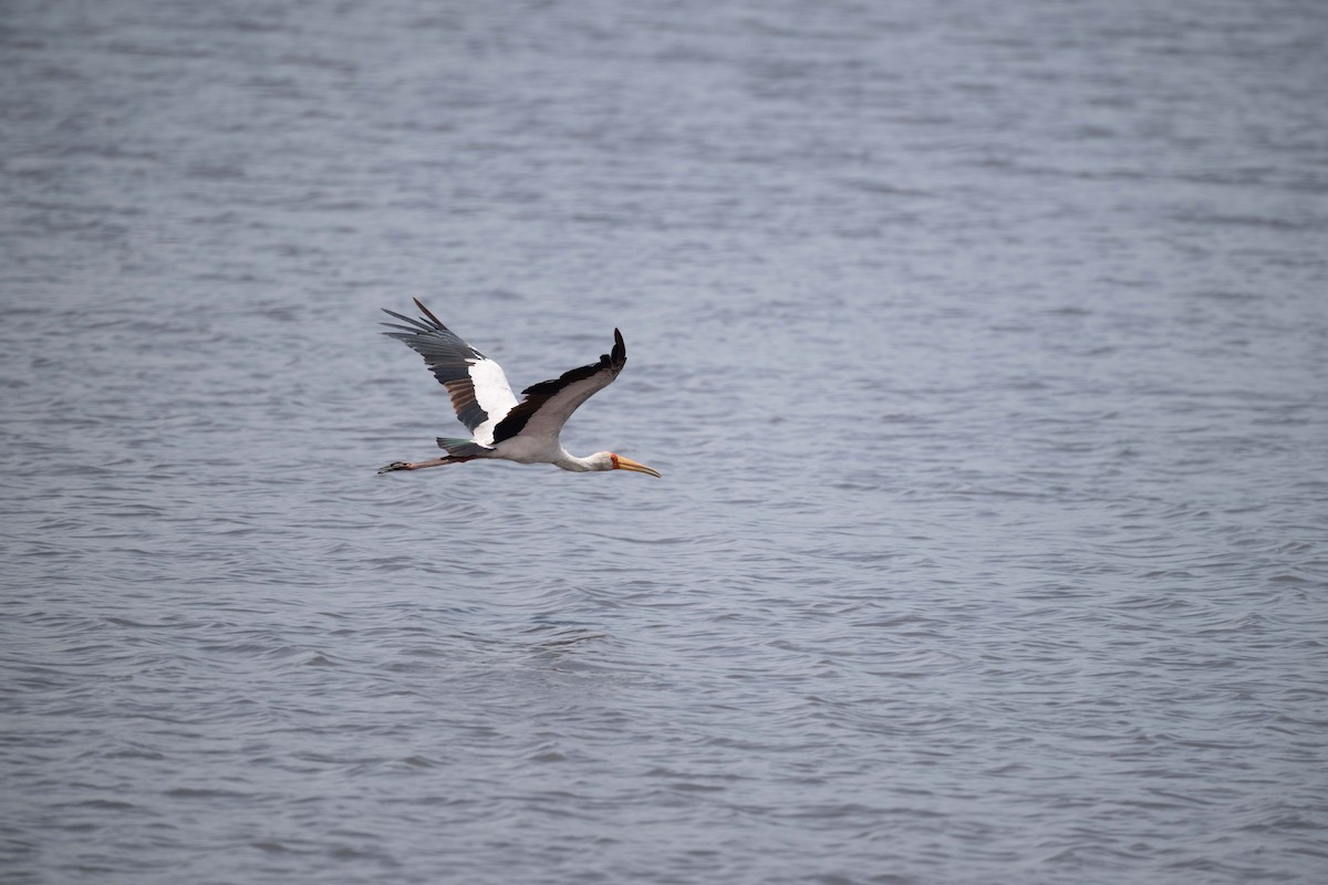 Yellow-billed Stork - ML643628721