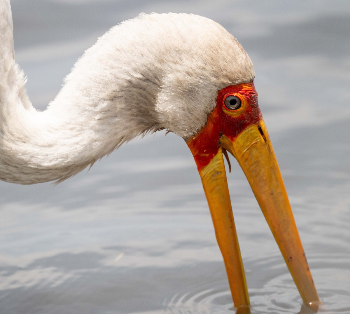 Yellow-billed Stork - ML643628722
