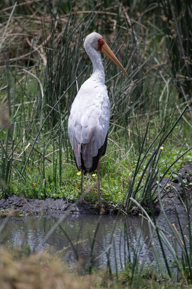 Yellow-billed Stork - ML643628723