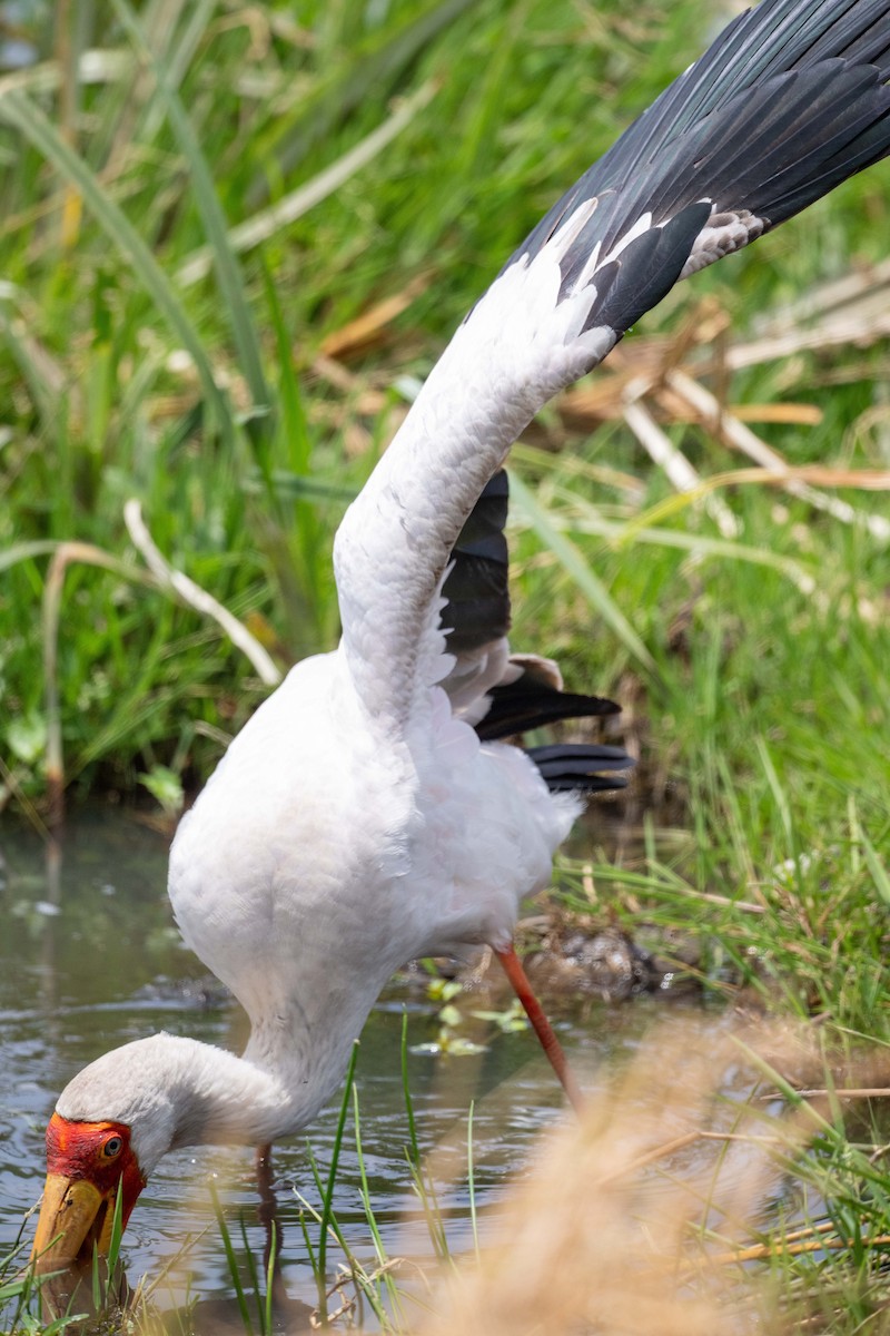 Yellow-billed Stork - ML643628724