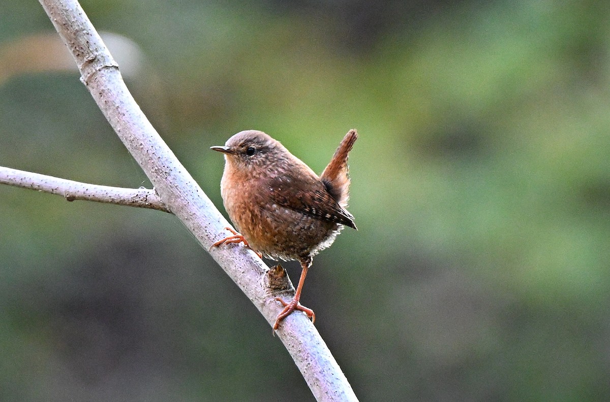 Winter Wren - ML643628726