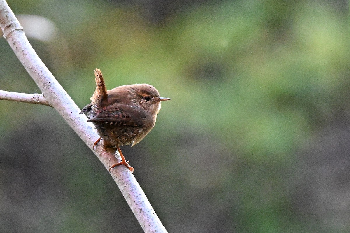 Winter Wren - ML643628736