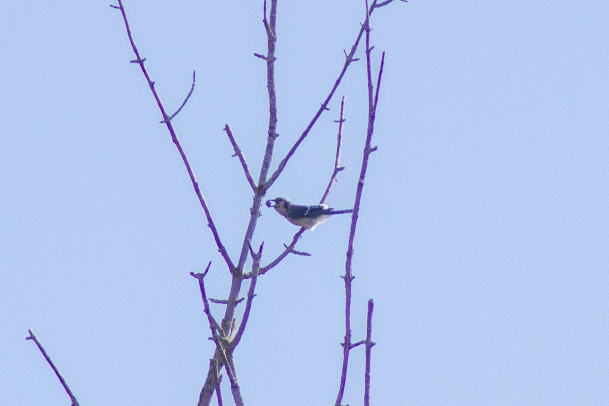 Blue Jay - ML643628740