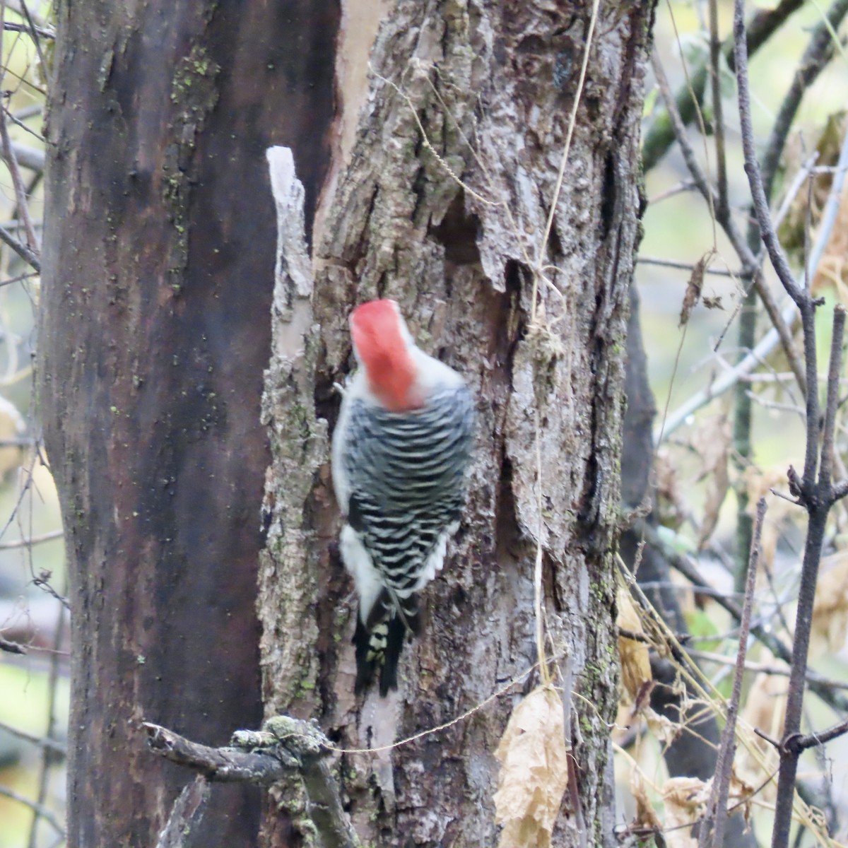 Red-bellied Woodpecker - ML643628765