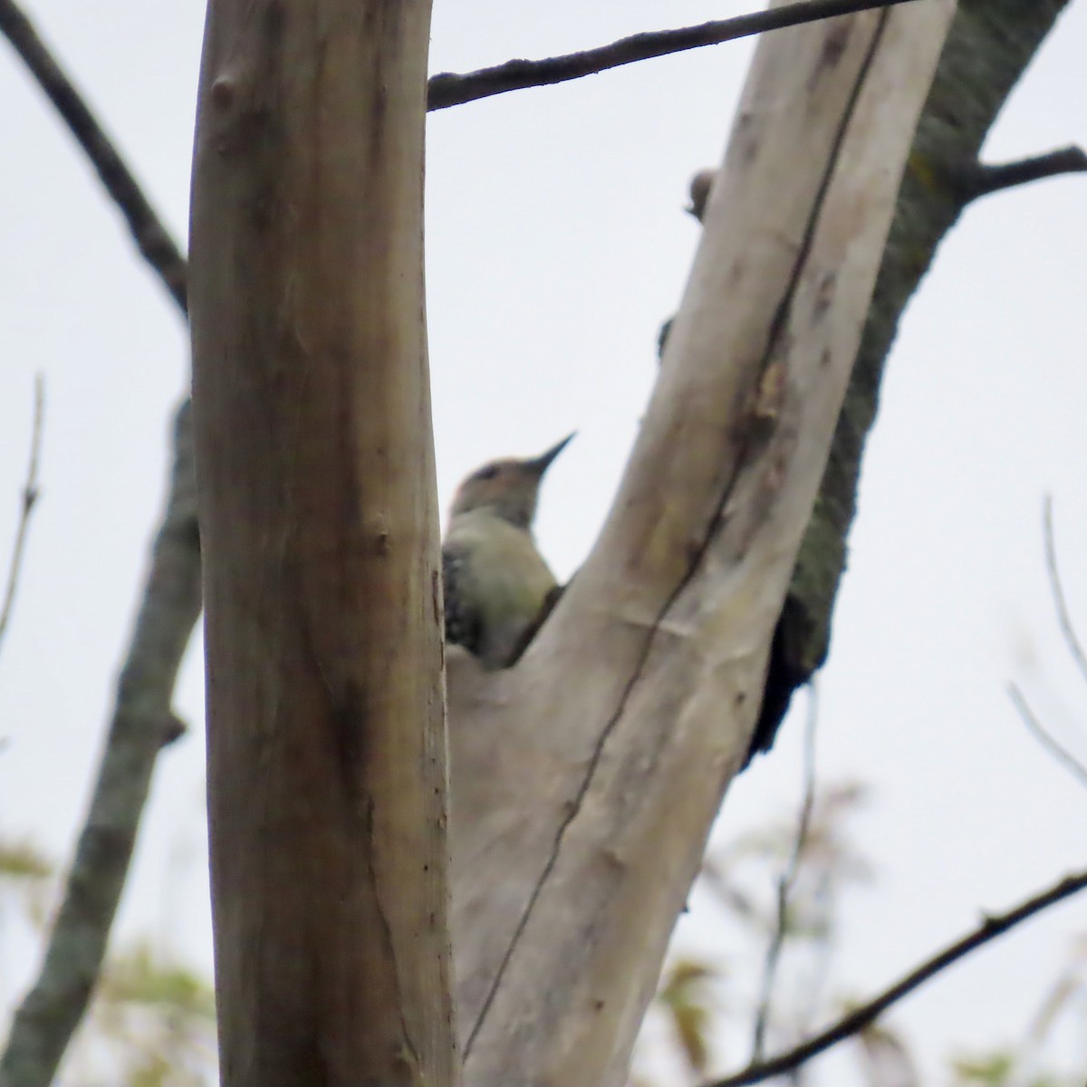 Red-bellied Woodpecker - ML643628766