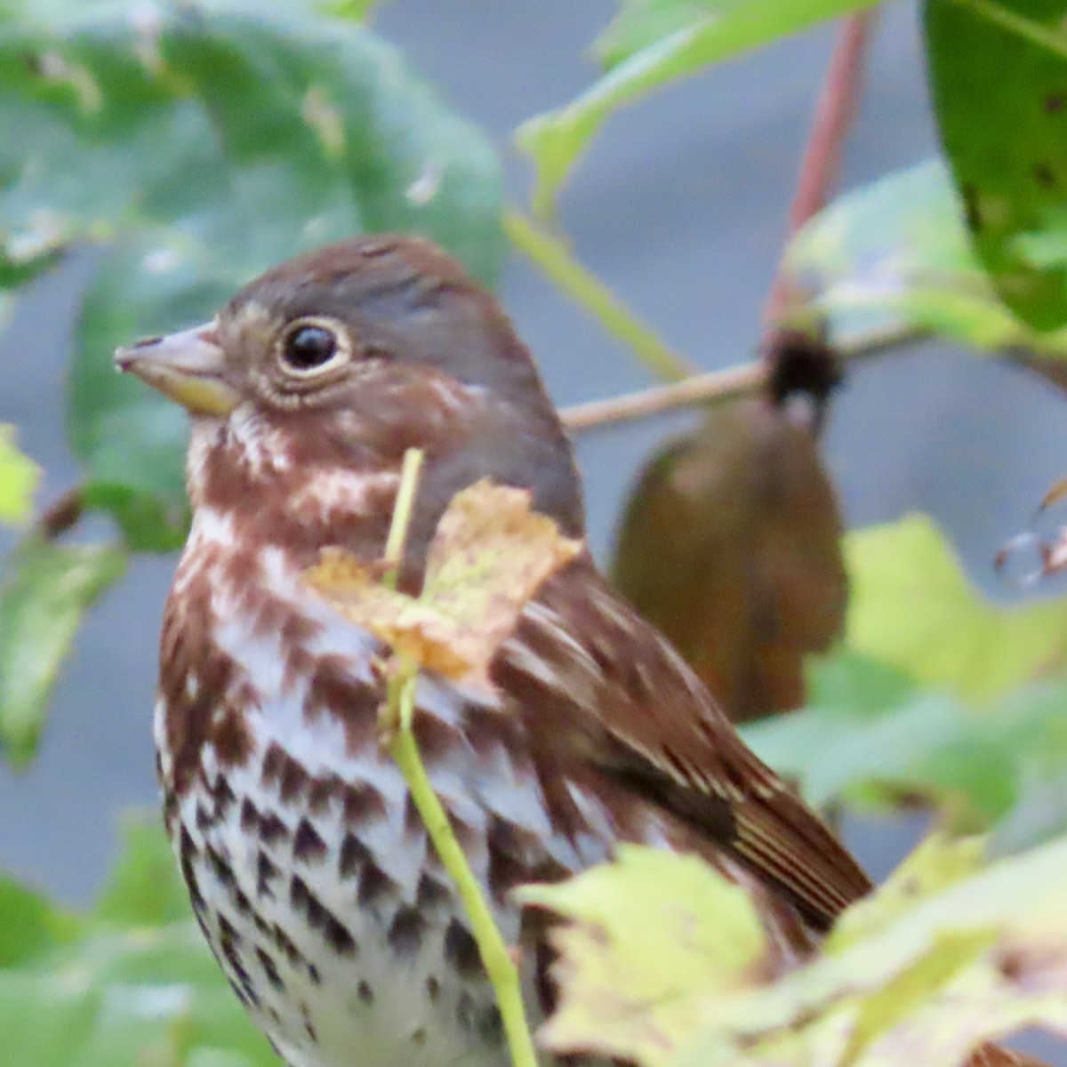 Fox Sparrow - ML643628773
