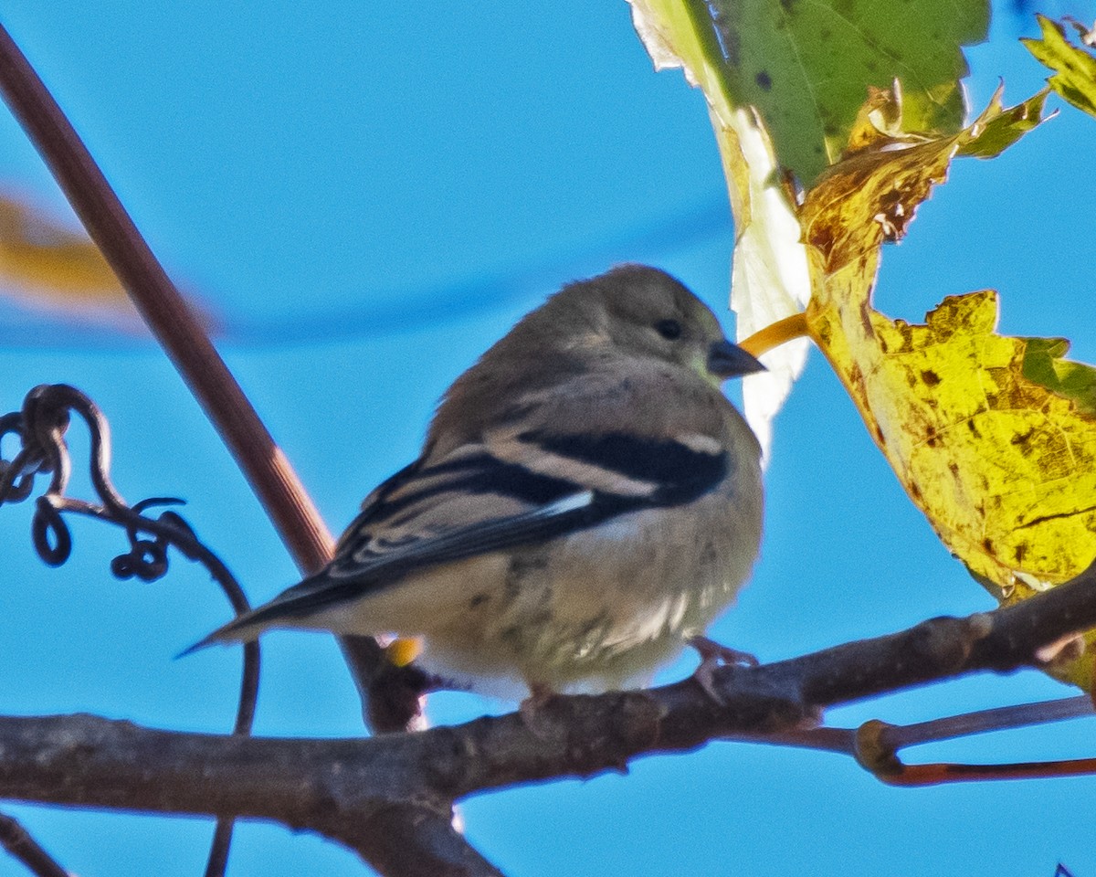 American Goldfinch - ML643628826