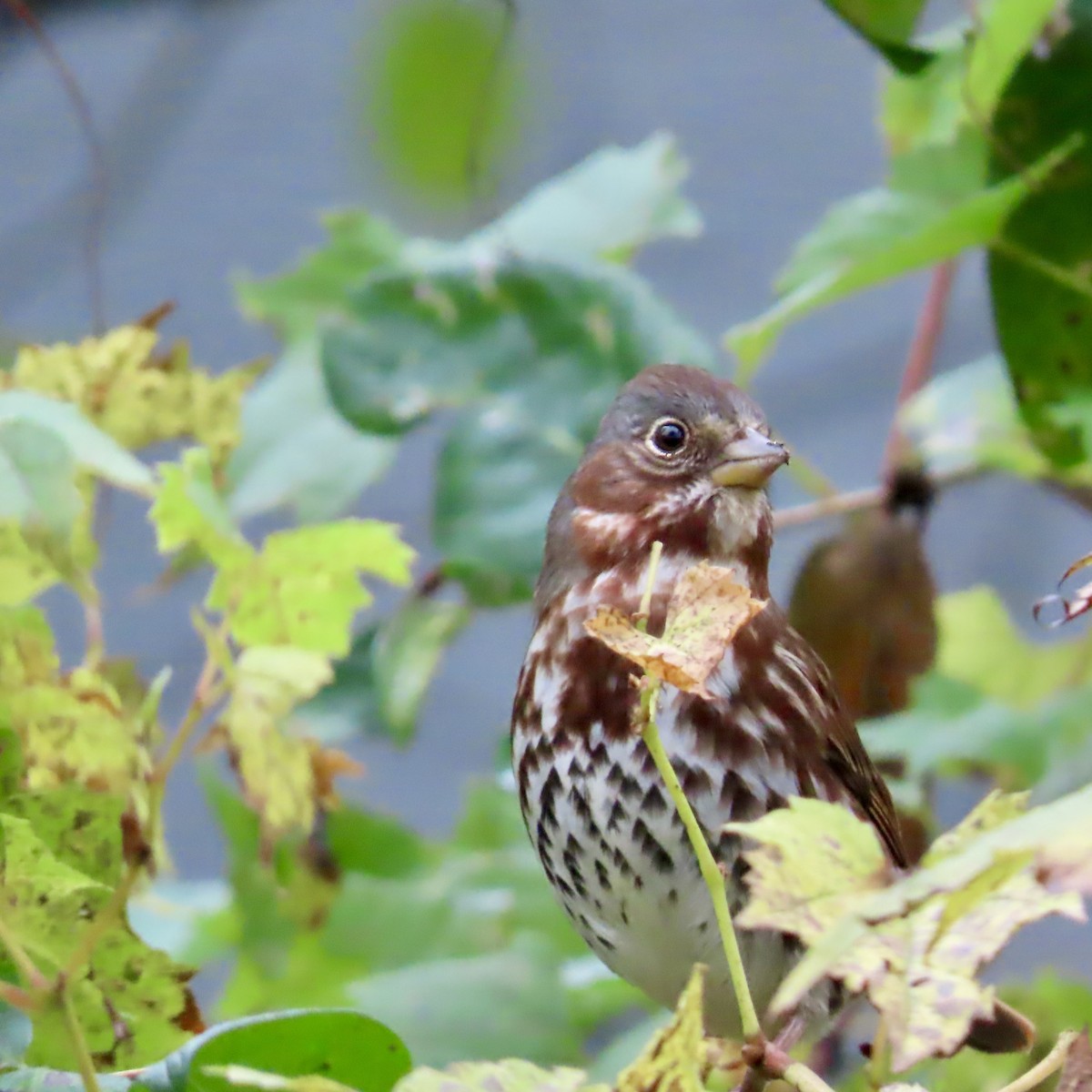 Fox Sparrow - ML643628827