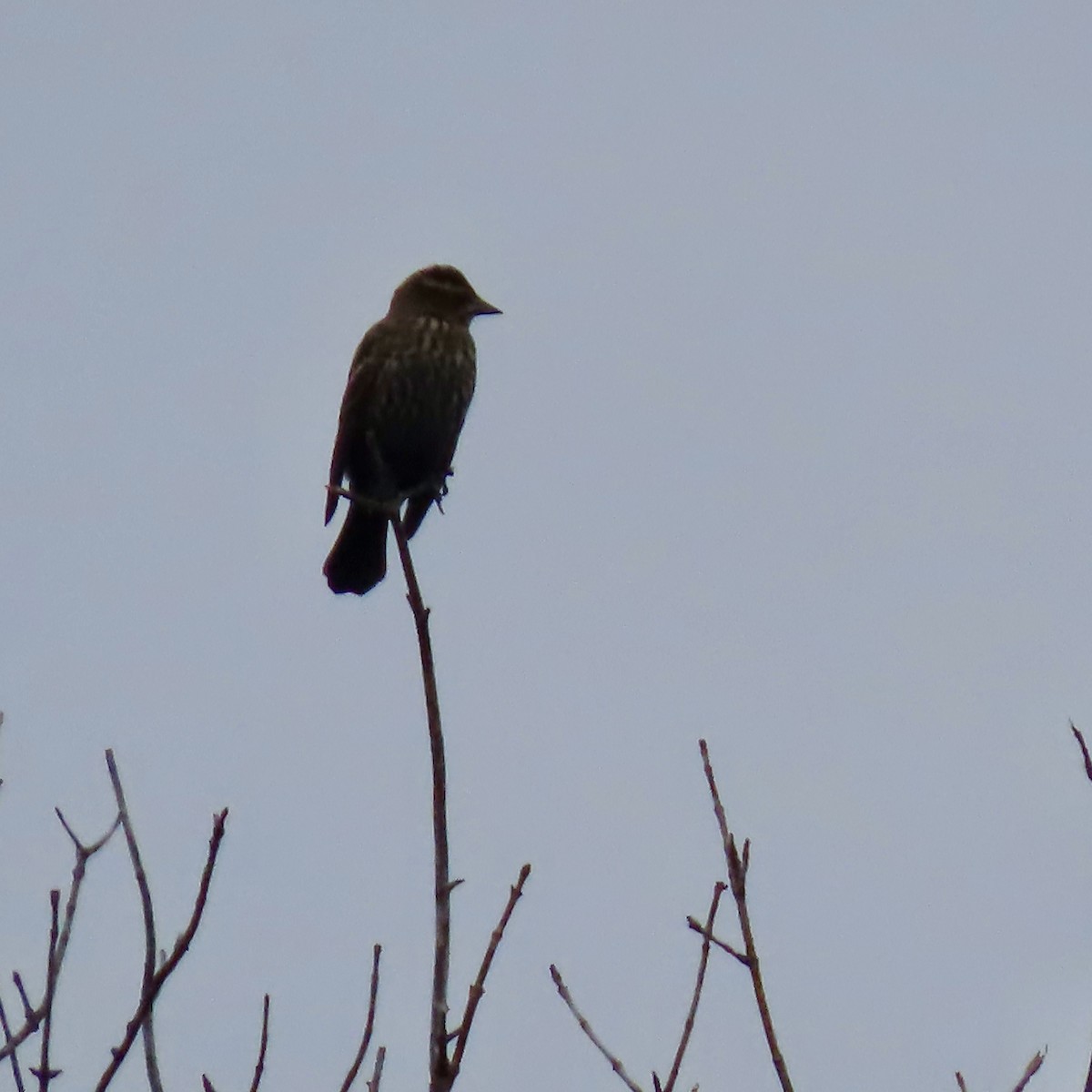 Red-winged Blackbird - ML643628836