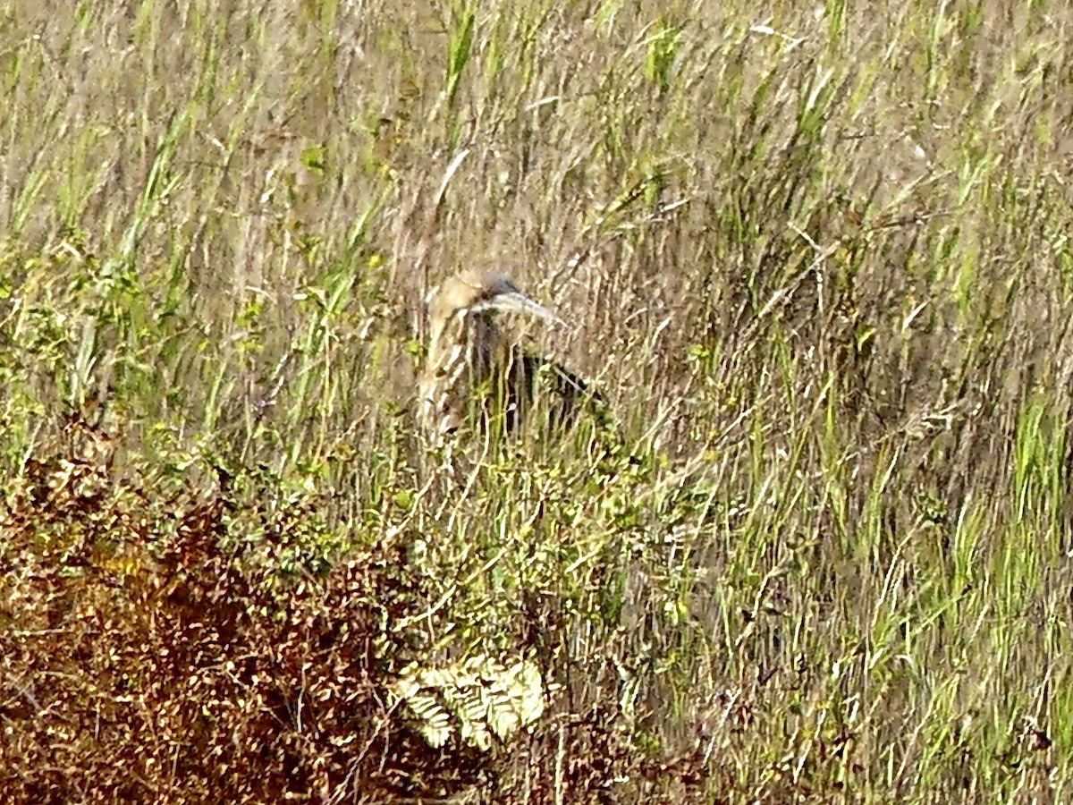 American Bittern - ML643628837