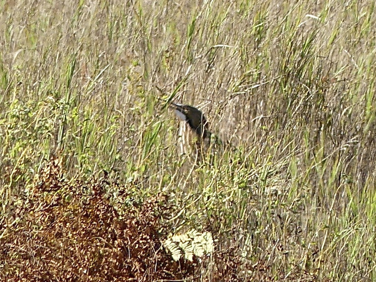 American Bittern - ML643628838