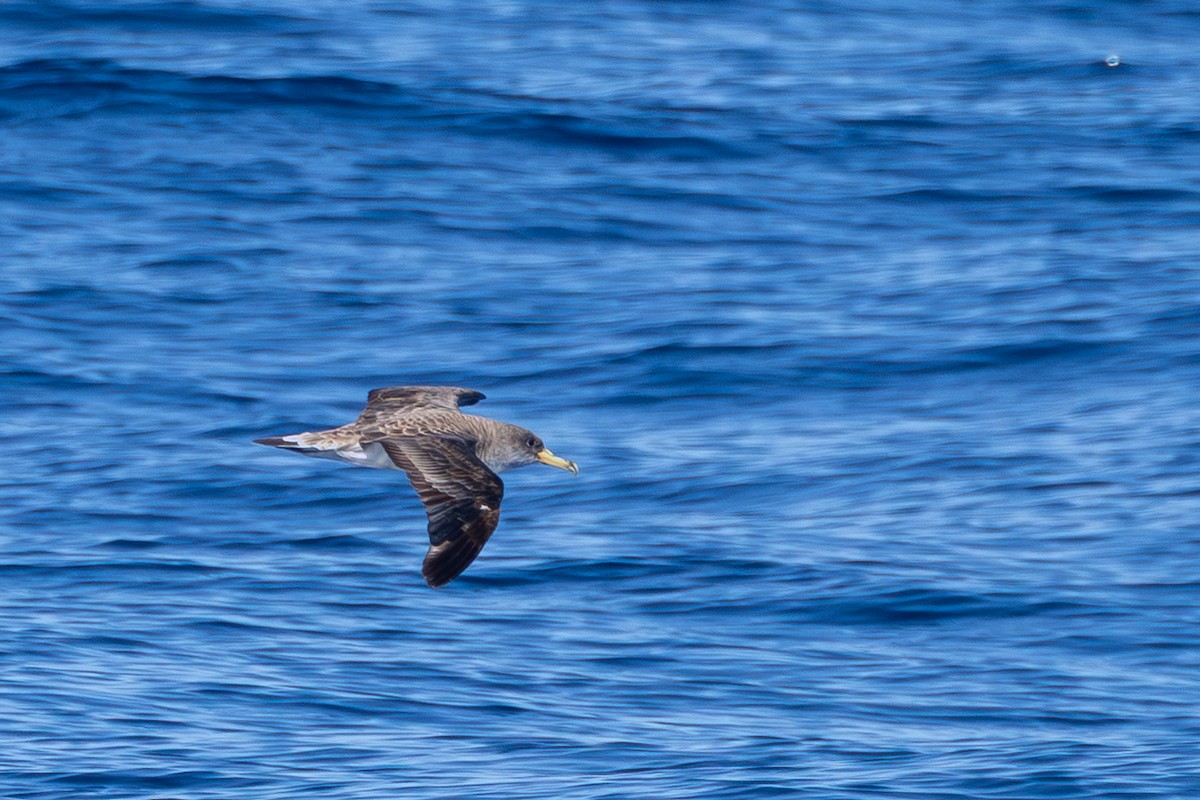 Cory's Shearwater - ML643628861