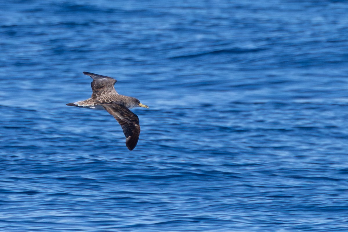 Cory's Shearwater - ML643628862