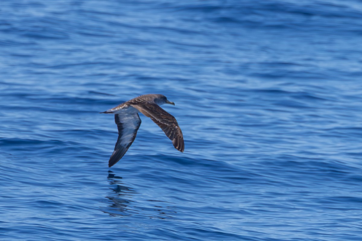 Cory's Shearwater - ML643628863