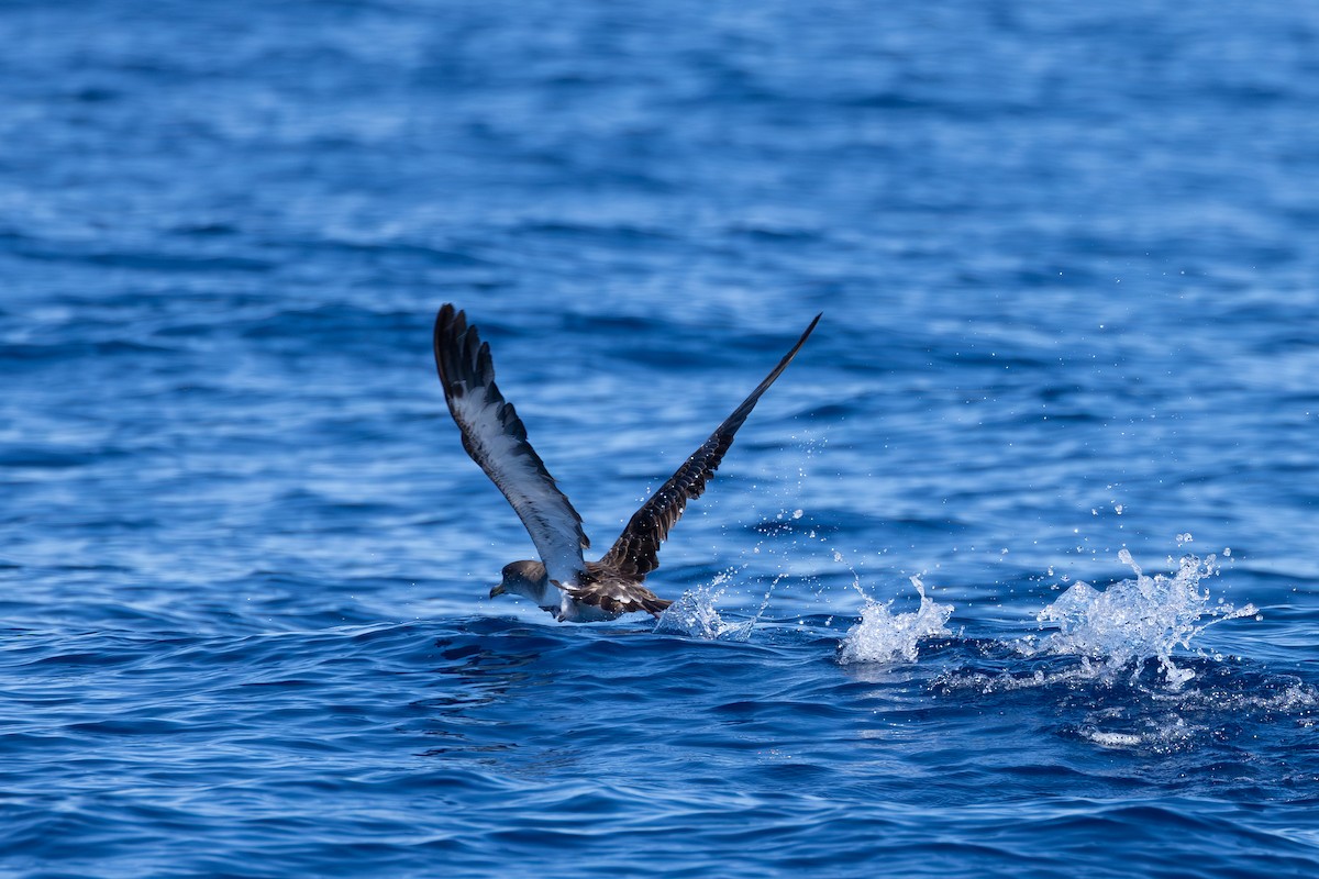Cory's Shearwater - ML643628865