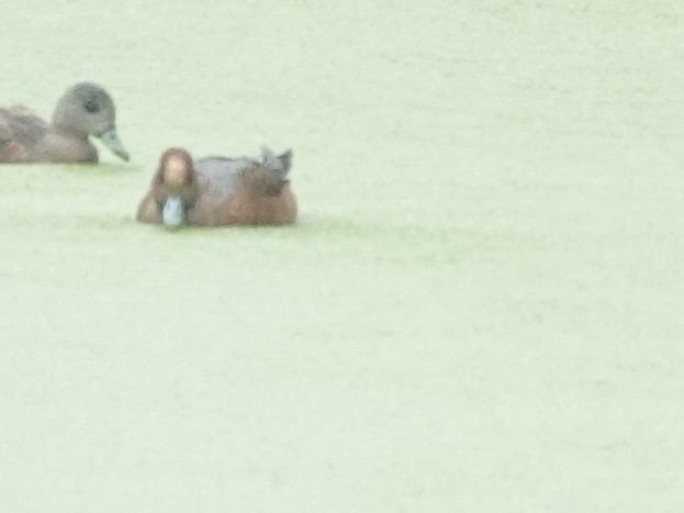 Eurasian Wigeon - ML643628880