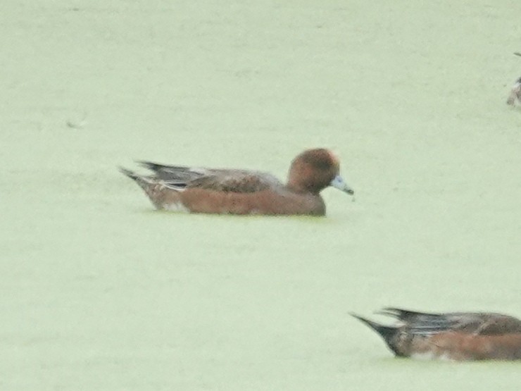 Eurasian Wigeon - ML643628881
