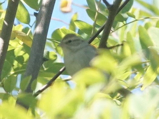 Chipping Sparrow - ML643628899