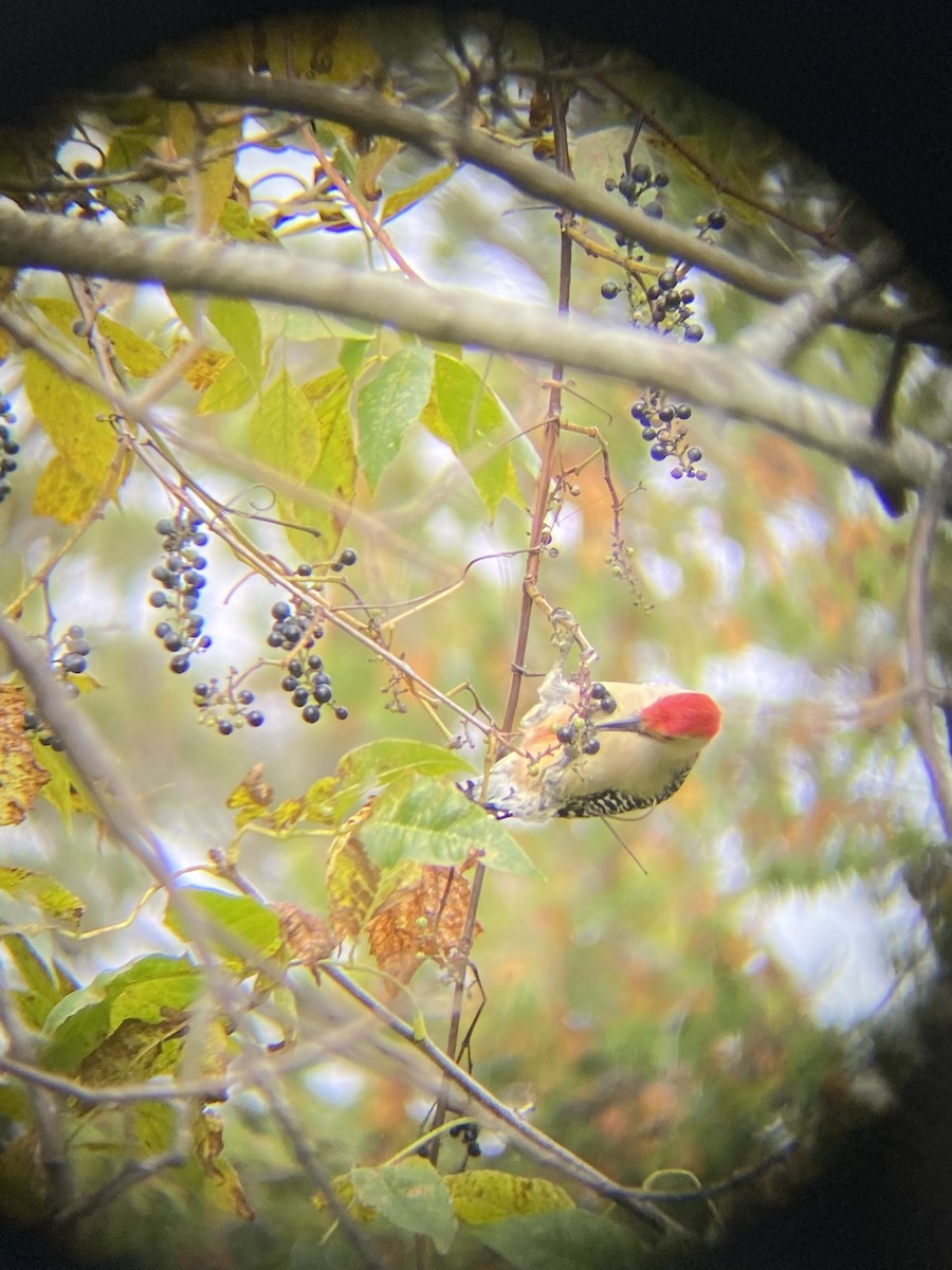 Red-bellied Woodpecker - ML643628918