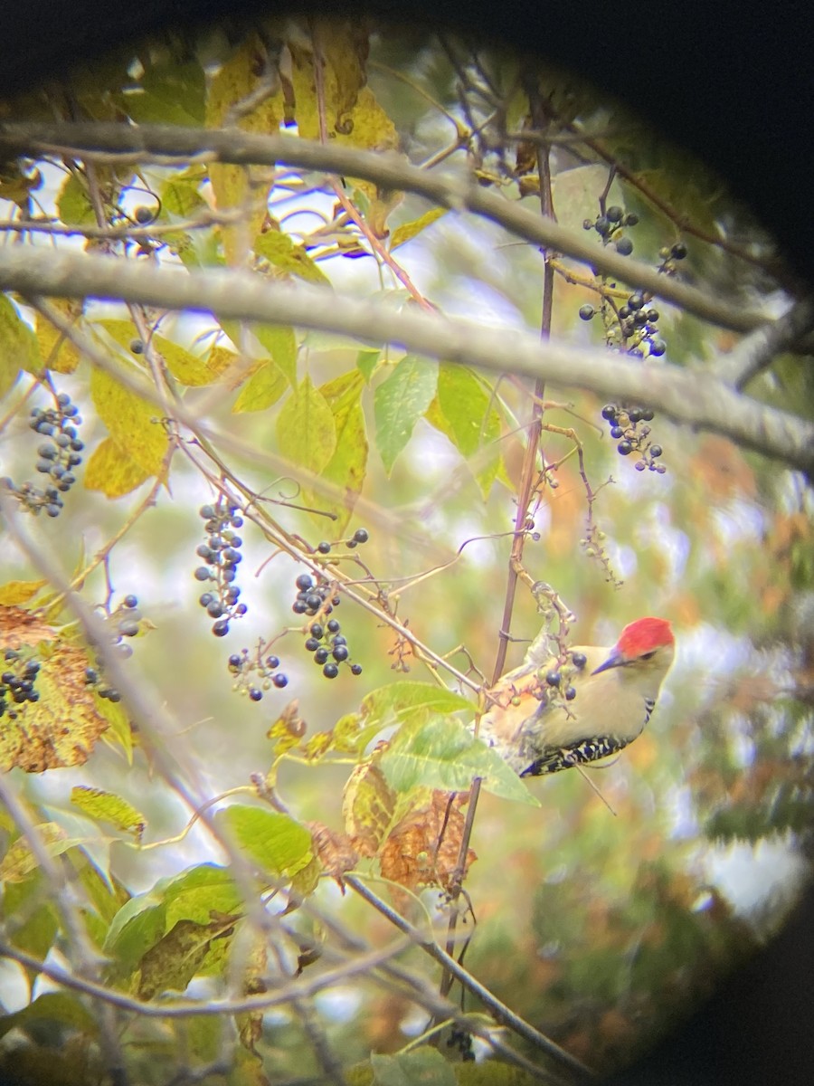 Red-bellied Woodpecker - ML643628919