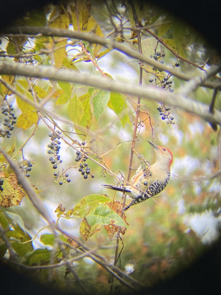 Red-bellied Woodpecker - ML643628920