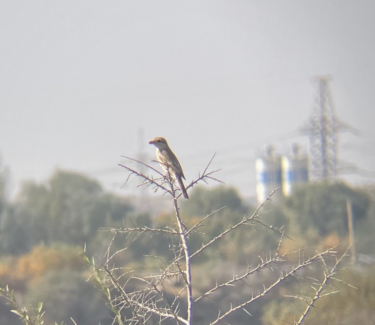 Red-tailed Shrike - ML643628922