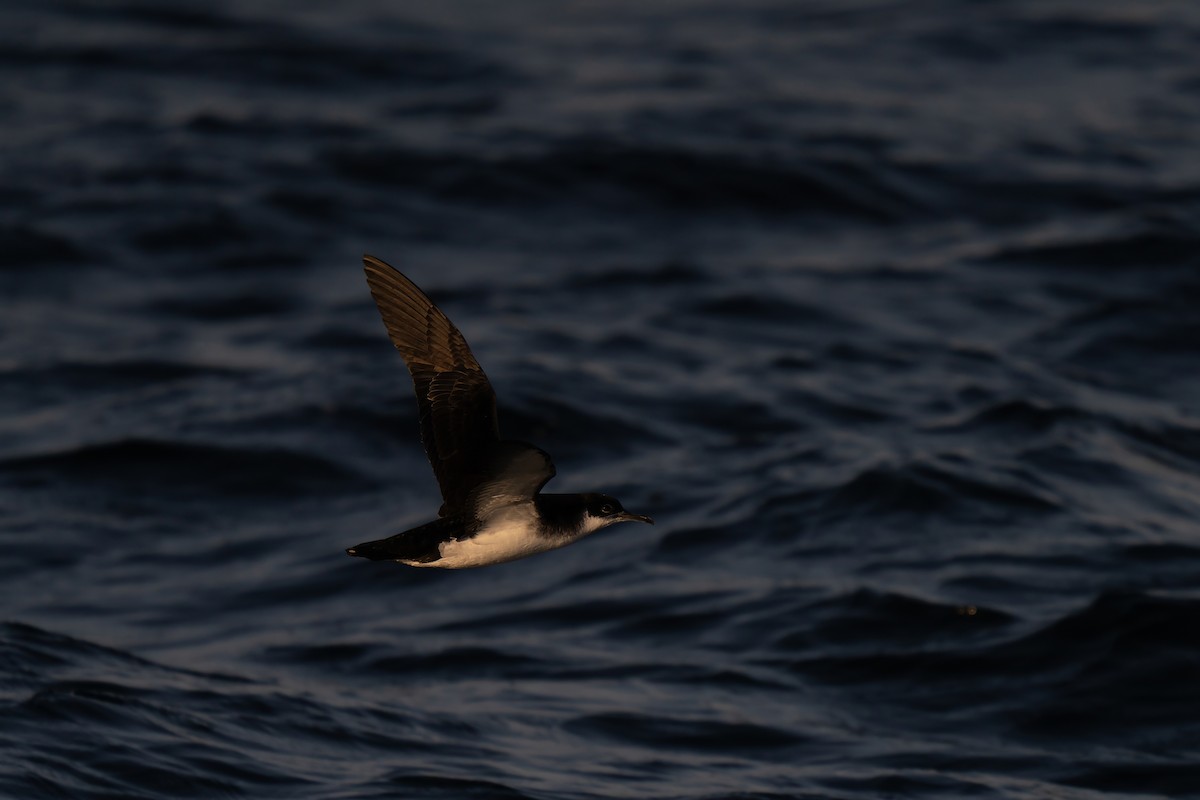 Manx Shearwater - ML643628939