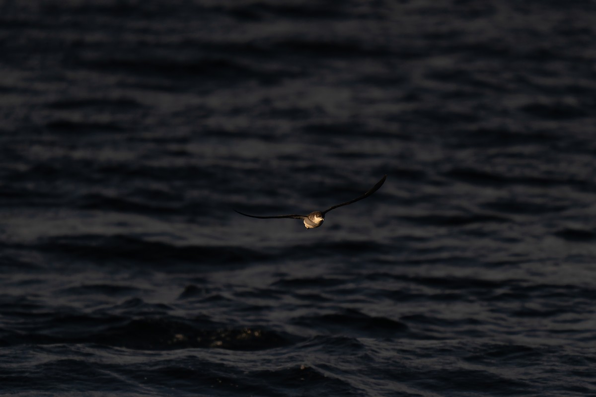 Manx Shearwater - ML643628940