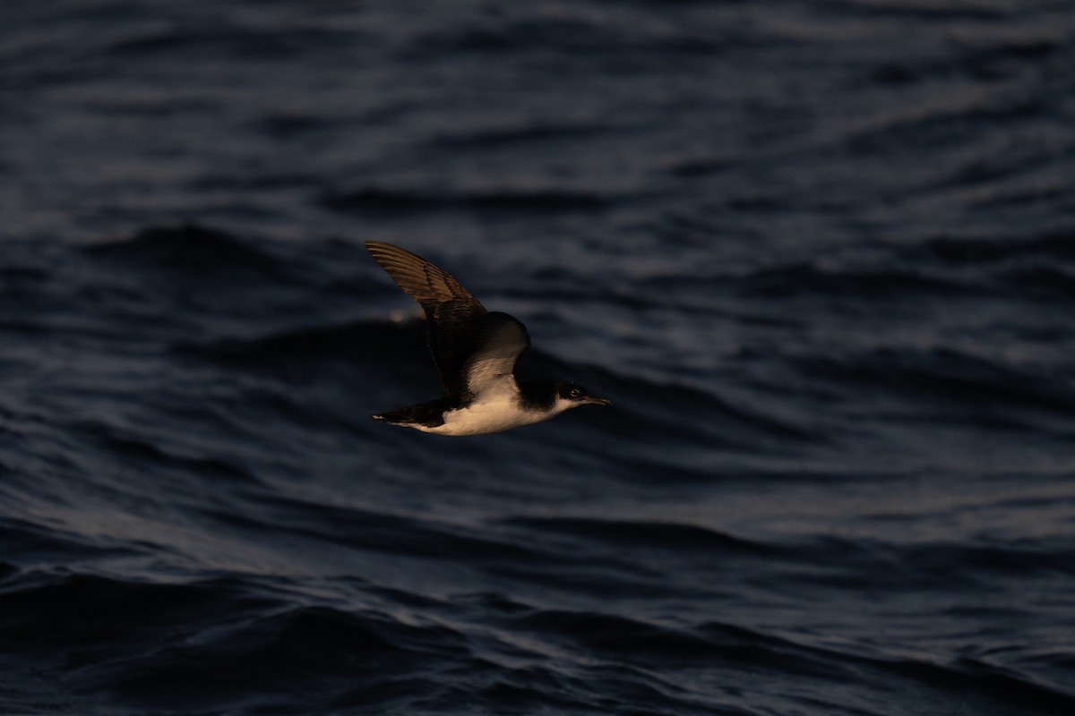 Manx Shearwater - ML643628941