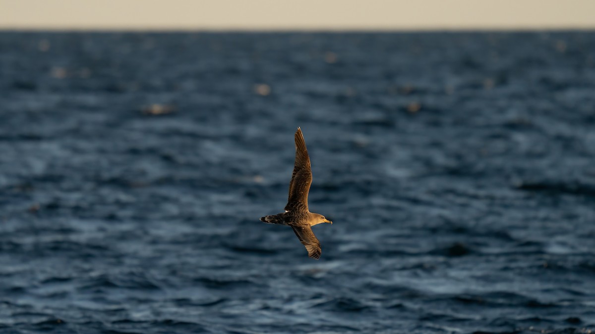 Cory's Shearwater - ML643628953