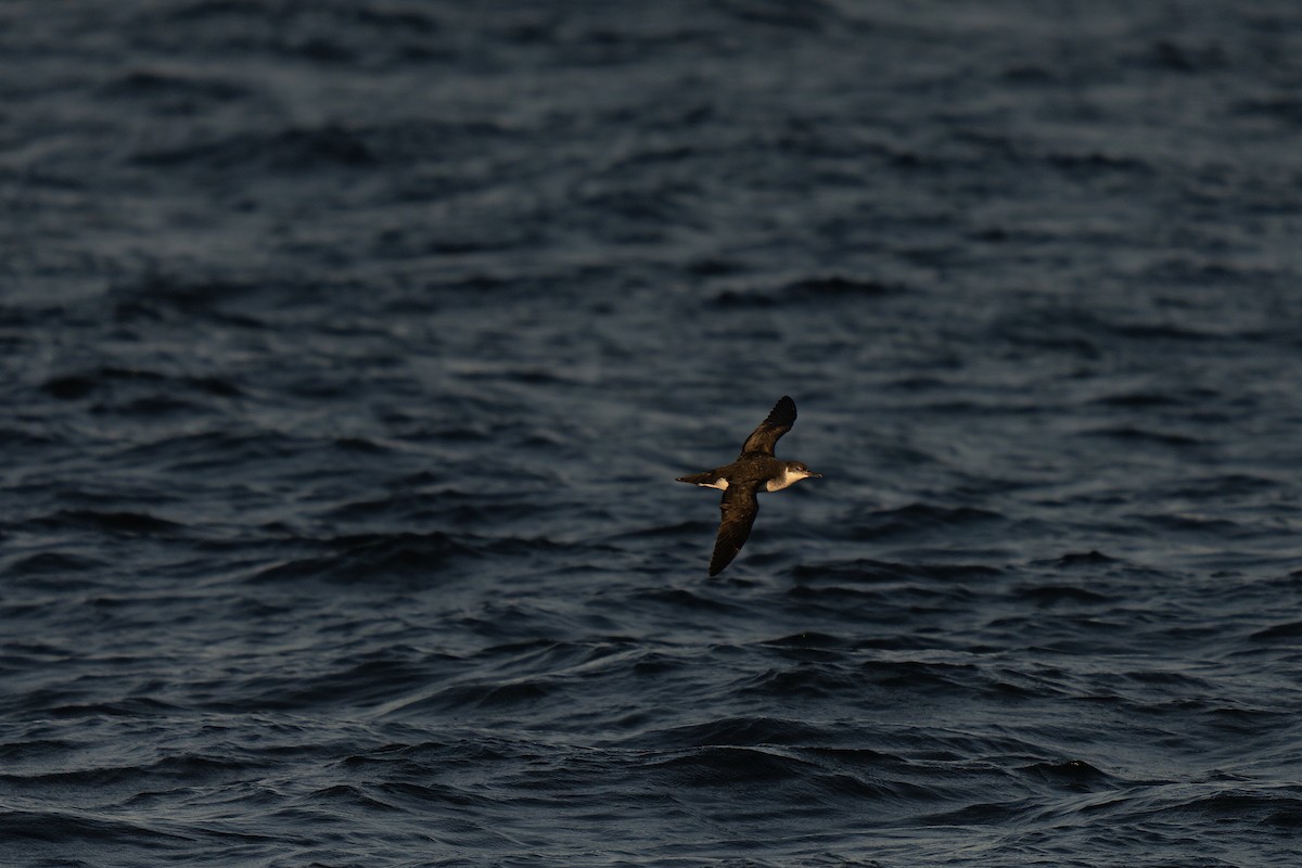 Manx Shearwater - ML643628954