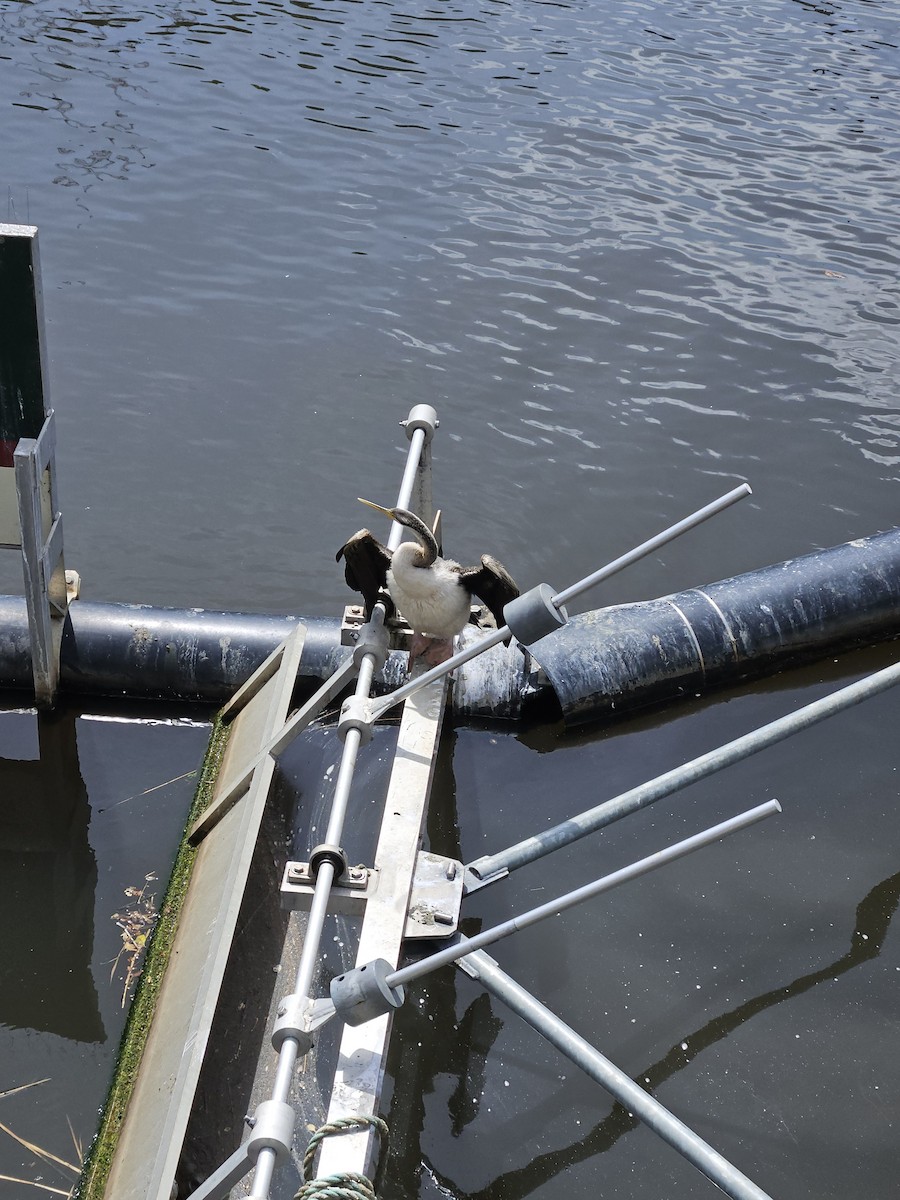 Australasian Darter - ML643628955