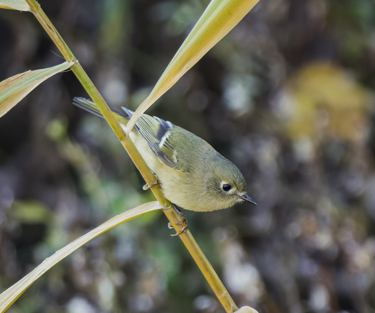 Ruby-crowned Kinglet - ML643628965