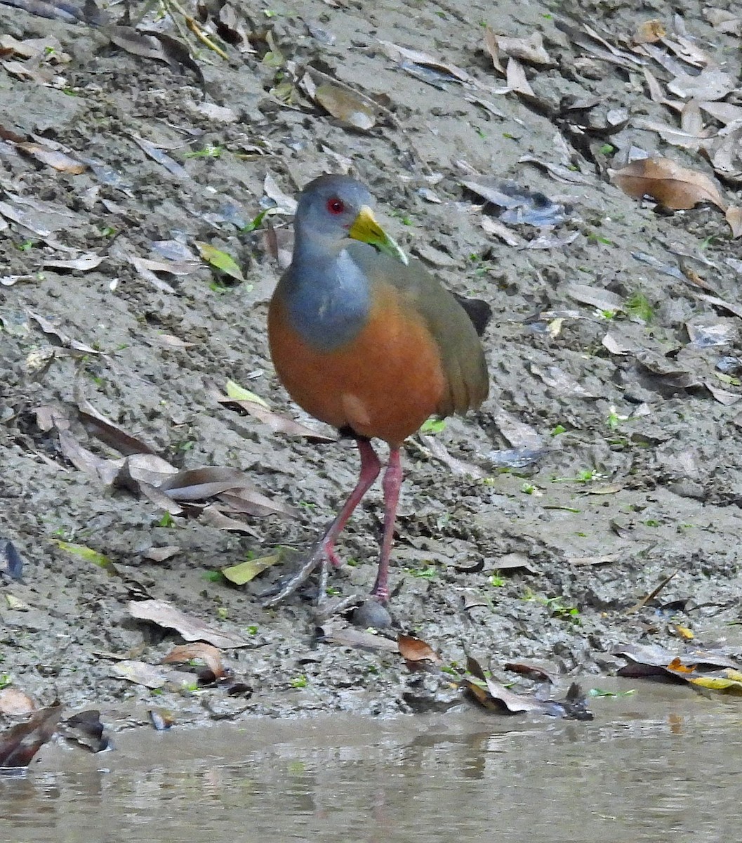 Gray-cowled Wood-Rail - ML643628973