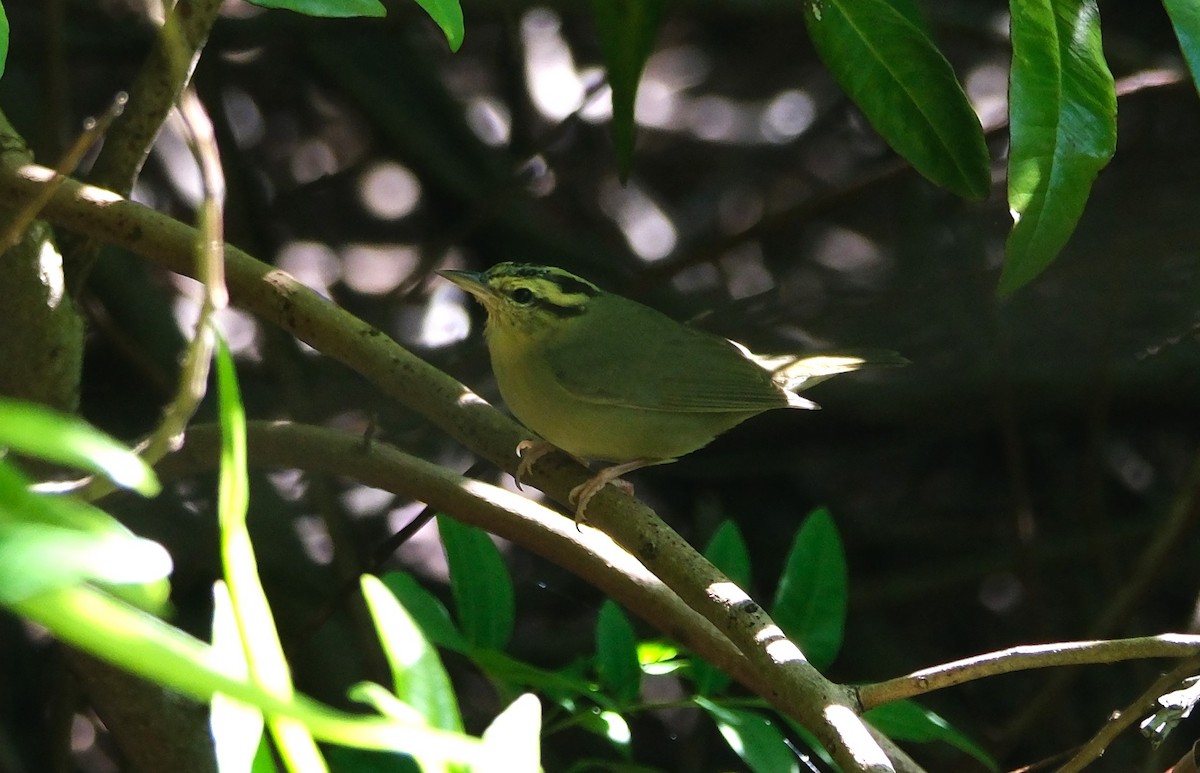 Paruline vermivore - ML643628976
