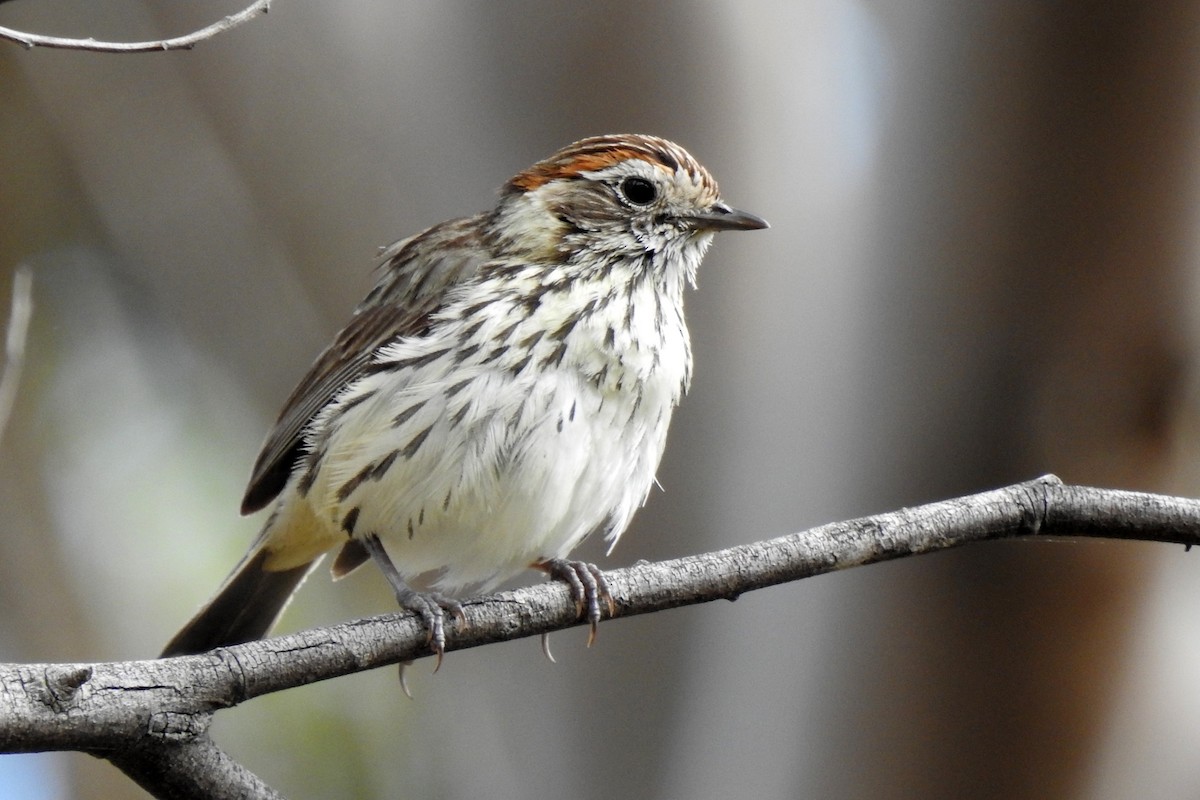 Speckled Warbler - ML643628990