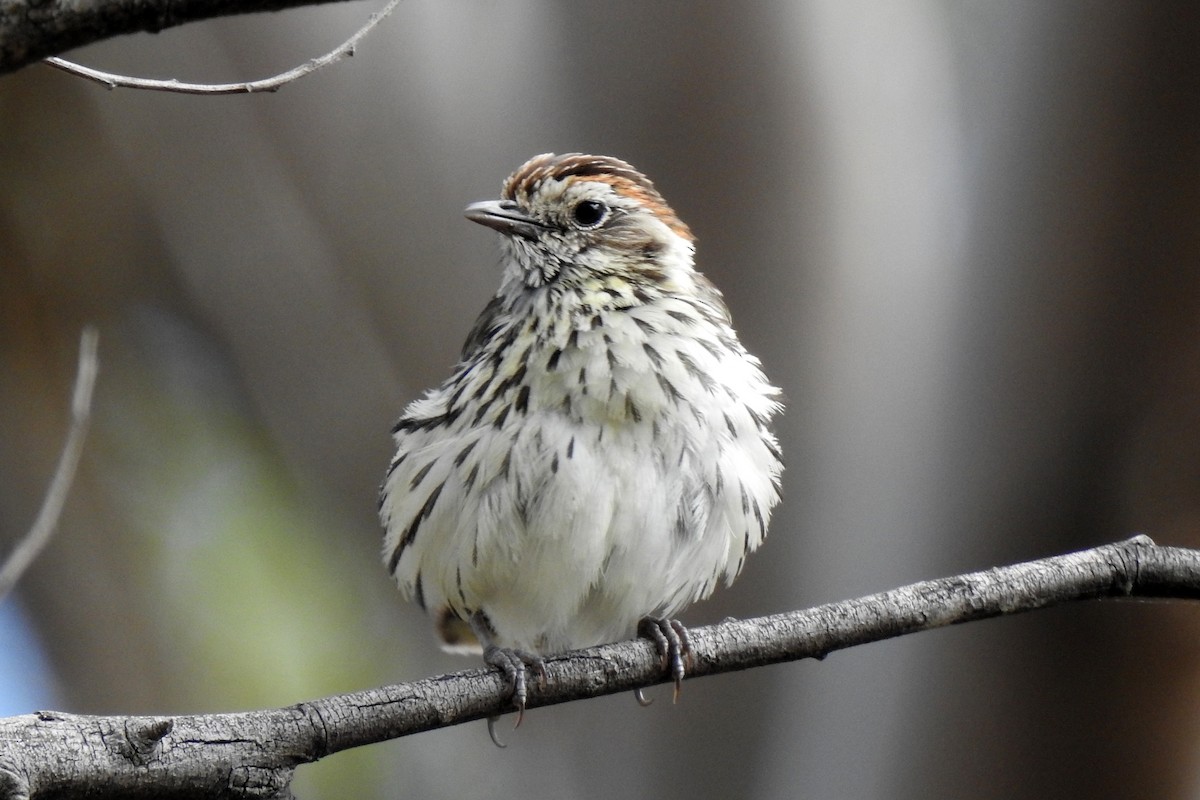 Speckled Warbler - ML643628991