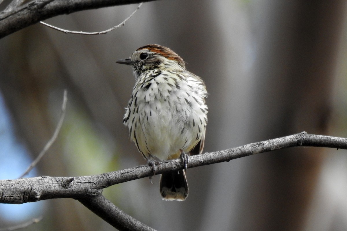 Speckled Warbler - ML643628992