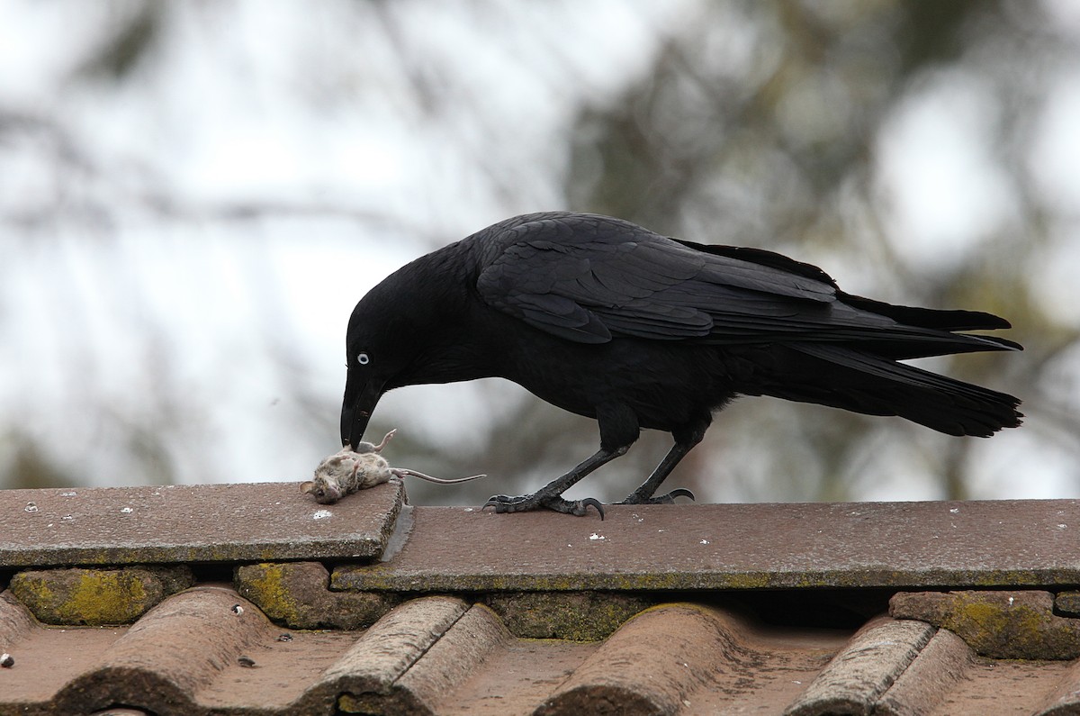 Australian Raven - ML643629003