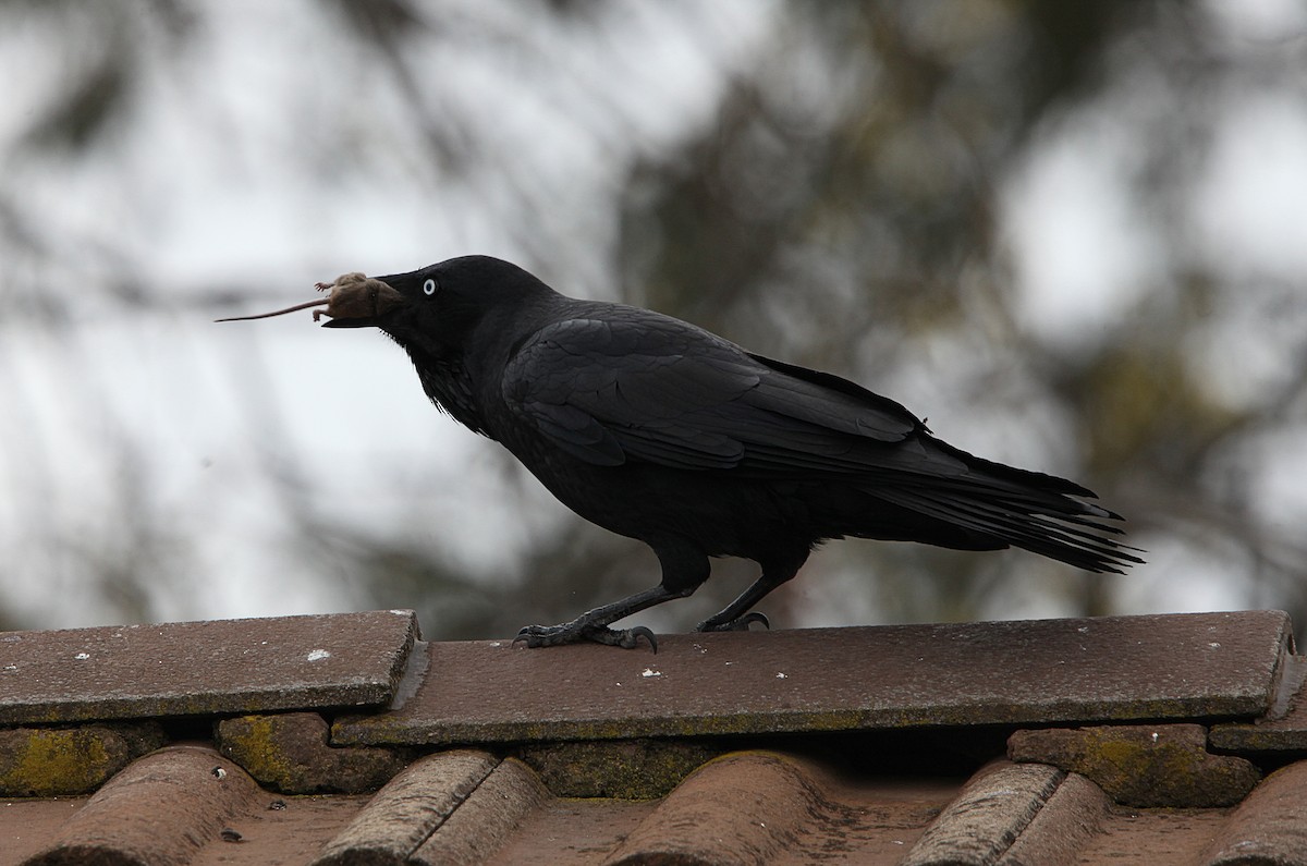 Australian Raven - ML643629004
