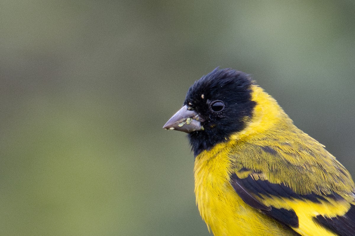 Hooded Siskin - ML643629022
