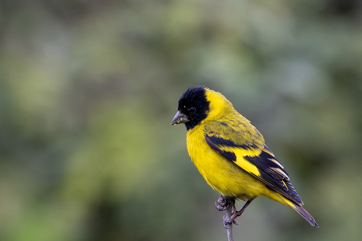 Hooded Siskin - ML643629025