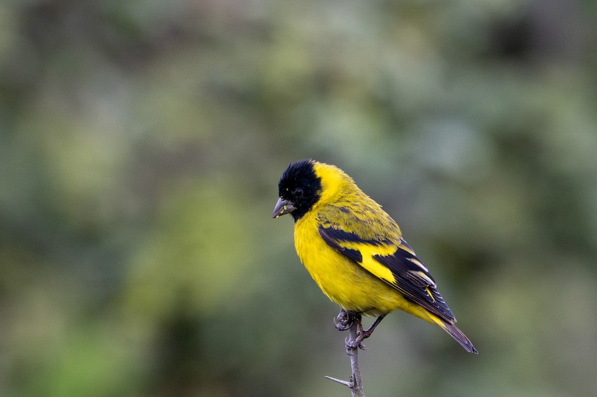 Hooded Siskin - ML643629026