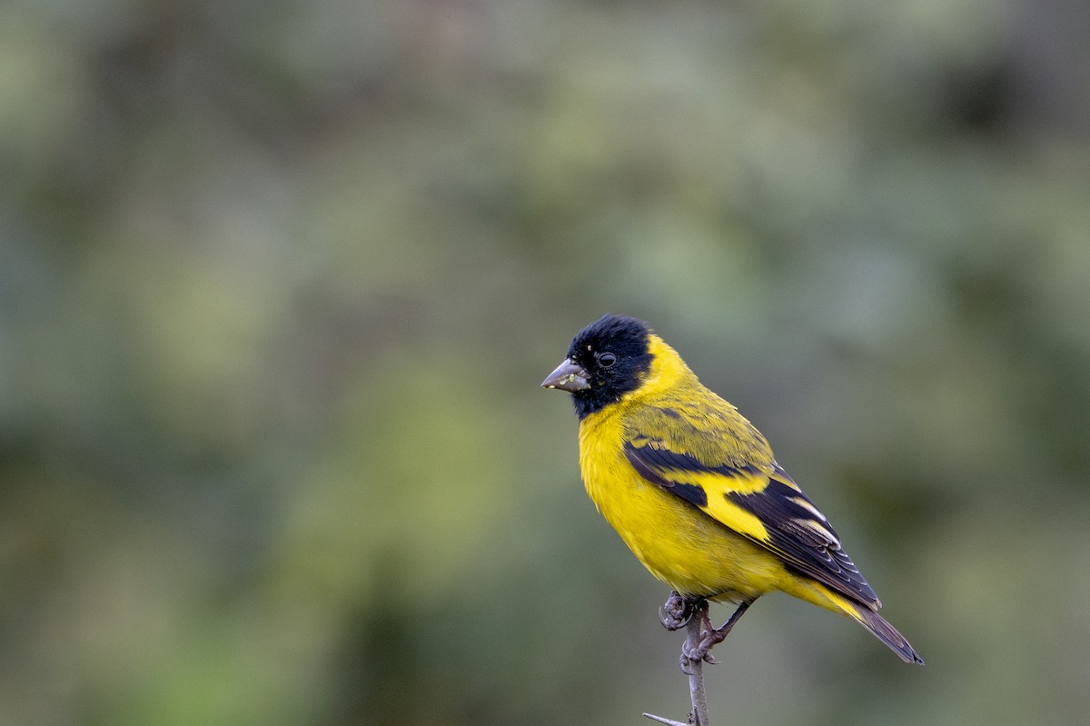 Hooded Siskin - ML643629027
